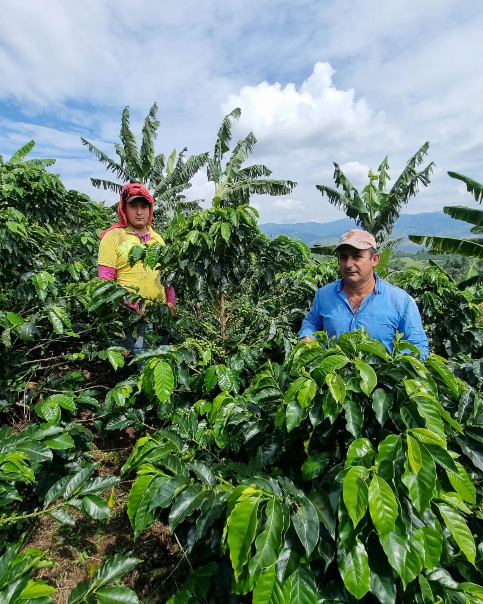 Colombia Huila Finca El Recreo - Café - Fiston Brussels