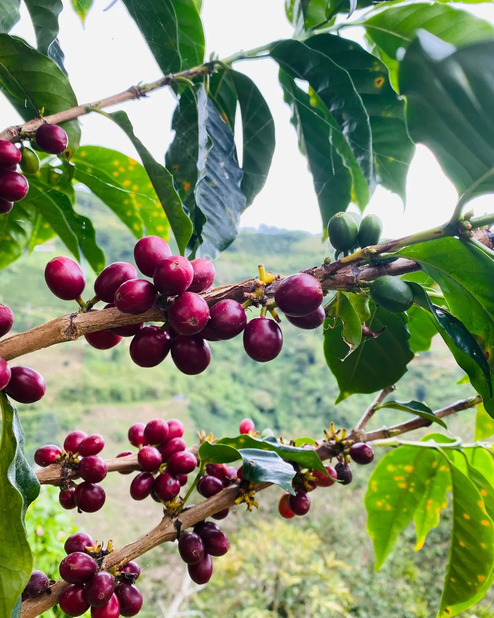 Colombia Huila Finca El Recreo - Café - Fiston Brussels