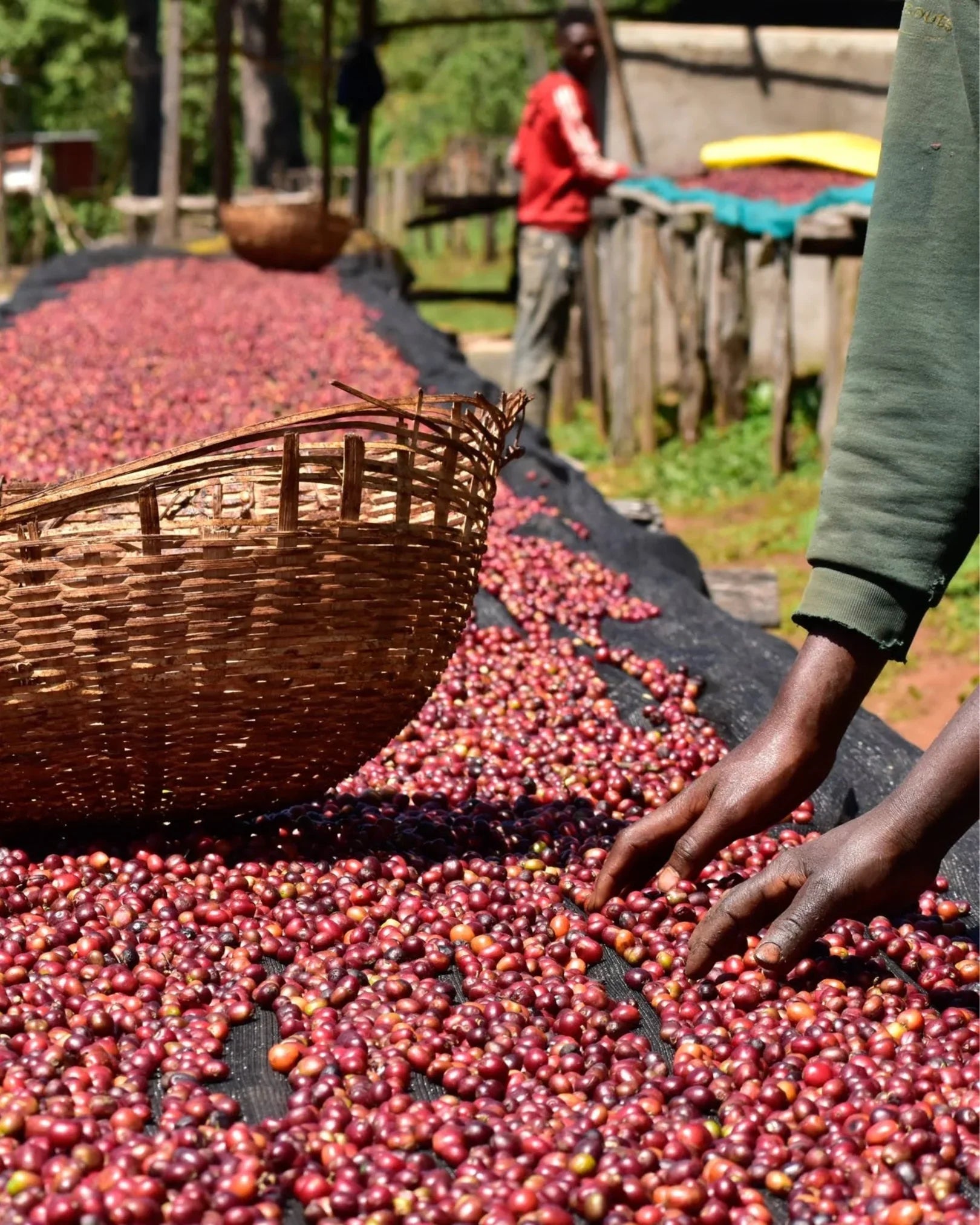 Ethiopia Sidamo Lalisaa - Café - Fiston Brussels