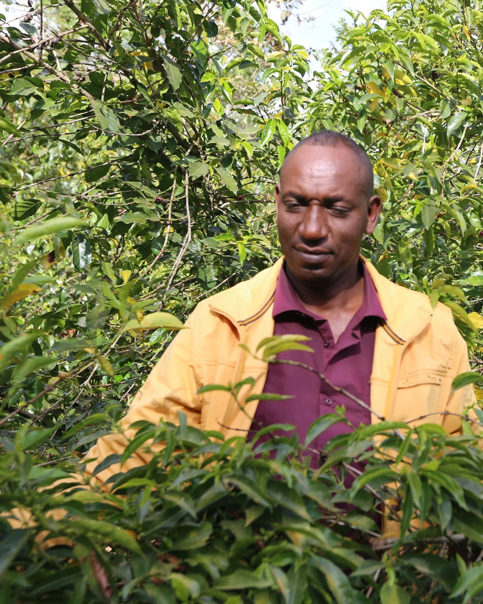 Ethiopia Sidamo Lalisaa - Café - Fiston Brussels