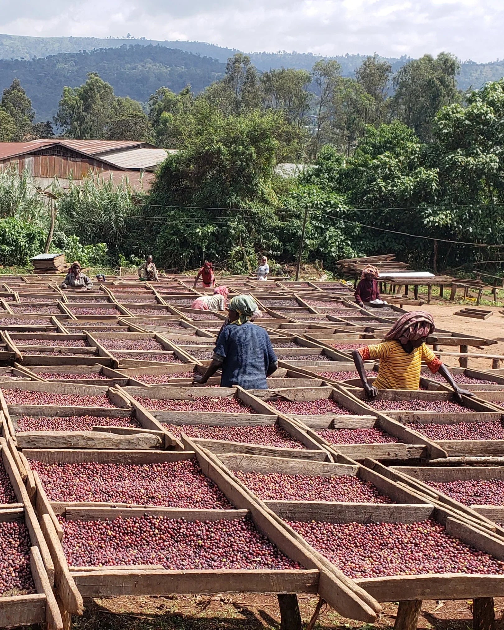 Ethiopia Sidamo Lalisaa - Café - Fiston Brussels