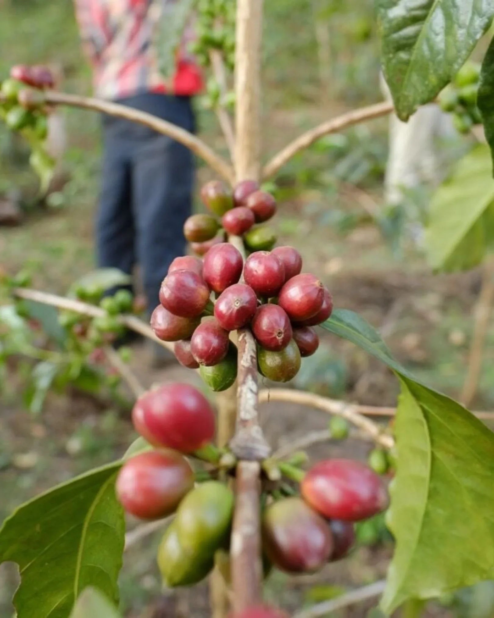 Ethiopia Sidamo Lalisaa - Café - Fiston Brussels