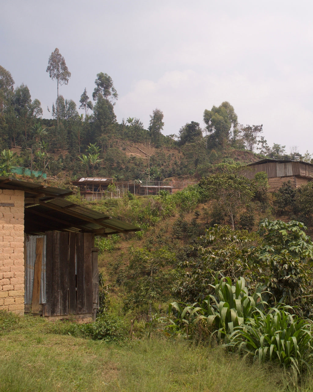 Peru La Libertad - Café - Fiston Brussels