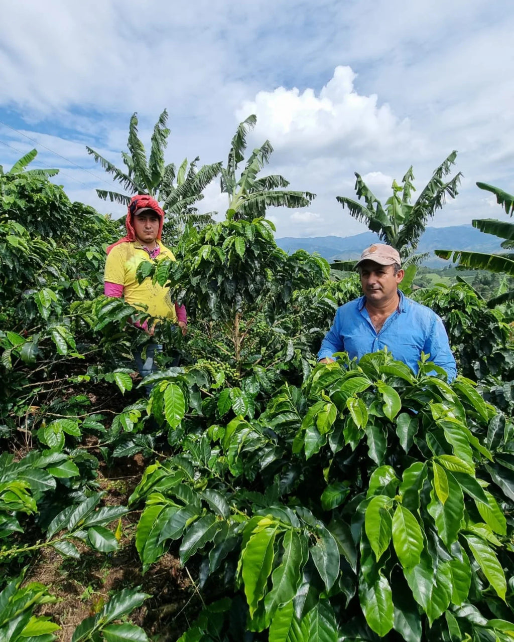 Colombia Huila Finca El Recreo - Café - Fiston Brussels