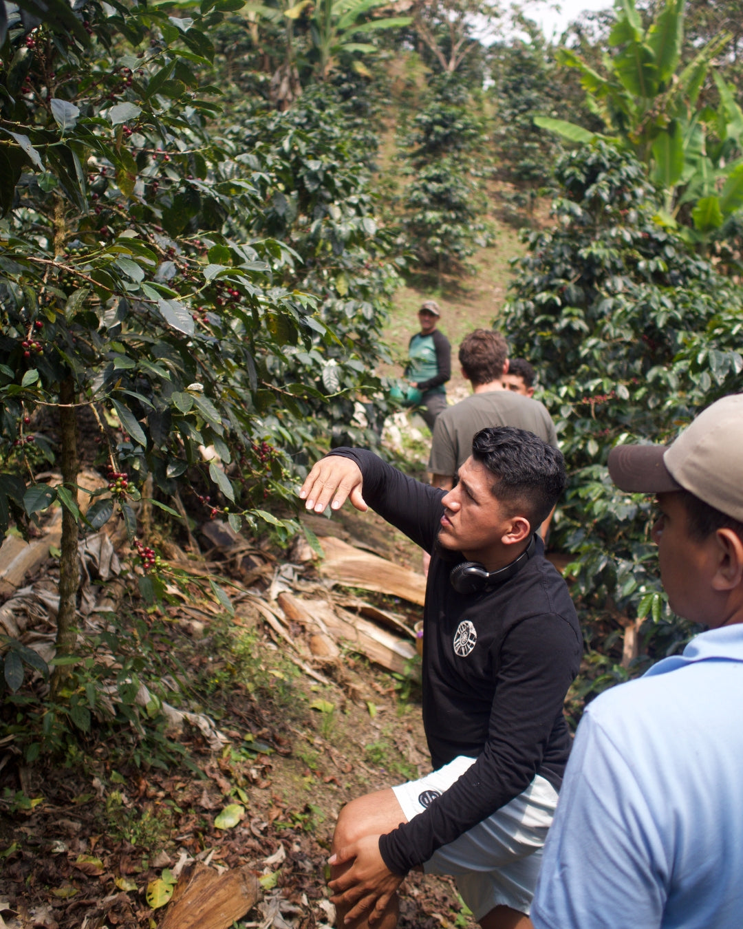 Peru La Libertad - Café - Fiston Brussels